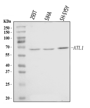Anti-SPG3A/ATL1 Antibody