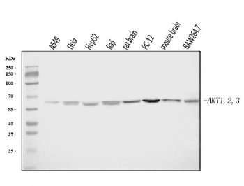 Anti-AKT1,2,3 Antibody