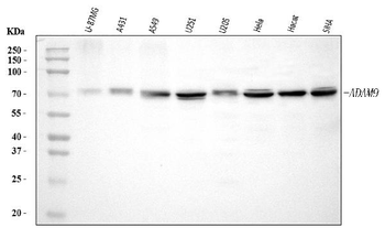 Anti-ADAM9 Antibody