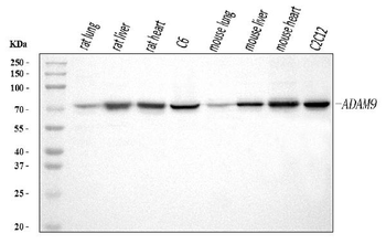 Anti-ADAM9 Antibody