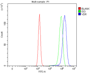Anti-Vitamin D Receptor/VDR Antibody