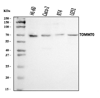 Anti-TOMM70 Antibody