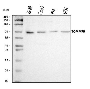 TOMM70 Antibody
