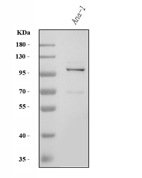 Anti-Tlr8 Antibody