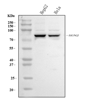 Anti-SUN2 Antibody