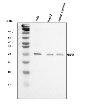 SNAP23 Antibody
