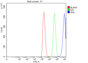 Anti-SnoN/SNO/SKIL Antibody
