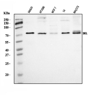 Anti-SnoN/SNO/SKIL Antibody