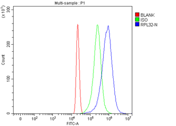 Anti-RPL32 Antibody