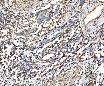 Anti-RPL32 Antibody