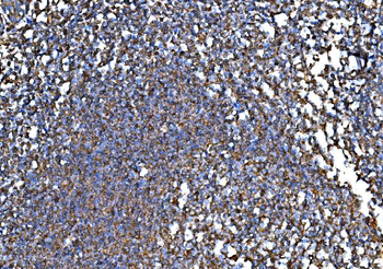 Anti-RPL32 Antibody
