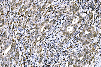 Anti-RAD18 Antibody