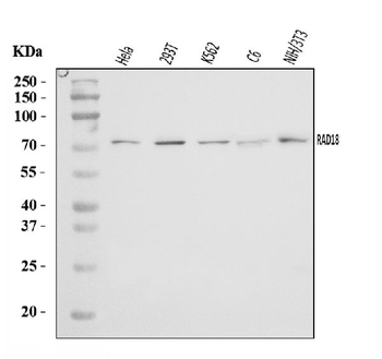 Anti-RAD18 Antibody