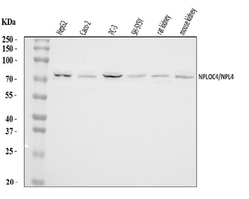 Anti-NPL4/NPLOC4 Antibody