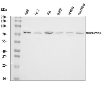 NPL4/NPLOC4 Antibody