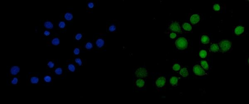 Mkl1/MRTFA Antibody