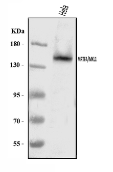 Anti-Mkl1/MRTFA Antibody