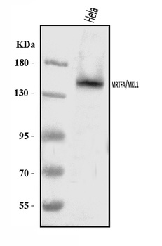 Mkl1/MRTFA Antibody