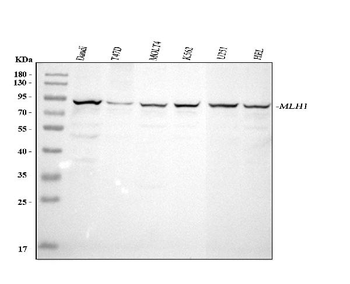 Anti-MLH1 Antibody