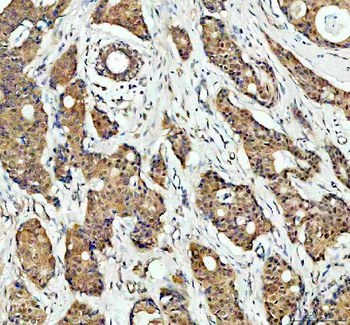 Anti-p38 alpha/MAPK14 Antibody