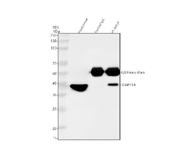 Anti-p38 alpha/MAPK14 Antibody
