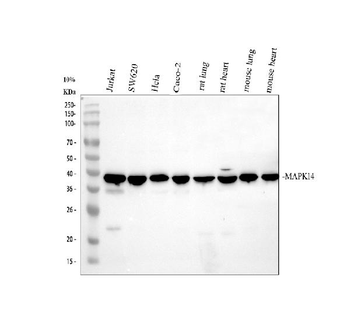 Anti-p38 alpha/MAPK14 Antibody