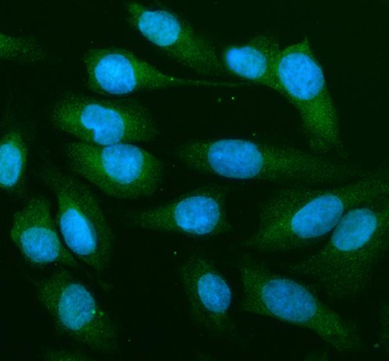 Anti-MEK1/MAP2K1 Antibody