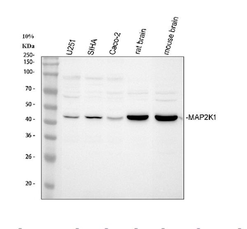 Anti-MEK1/MAP2K1 Antibody