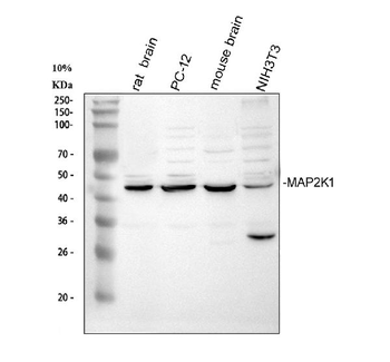 Anti-MEK1/MAP2K1 Antibody
