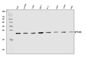 Anti-IFT43 Antibody