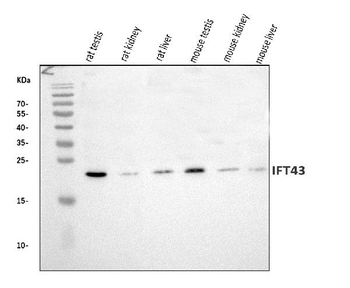 Anti-IFT43 Antibody