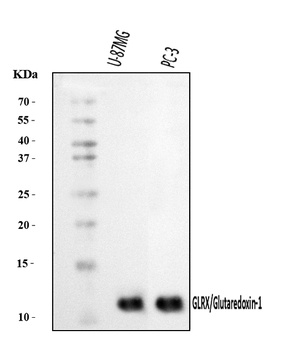 Glutaredoxin 1/GLRX Antibody