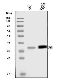 GGH Antibody