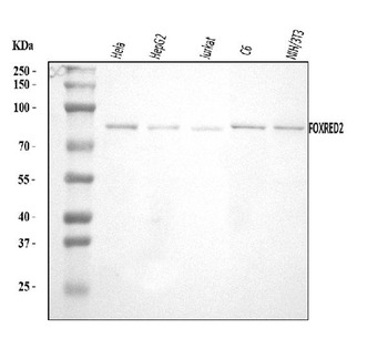 FOXRED2 Antibody