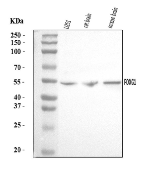 FOXG1 Rabbit Polyclonal Antibody