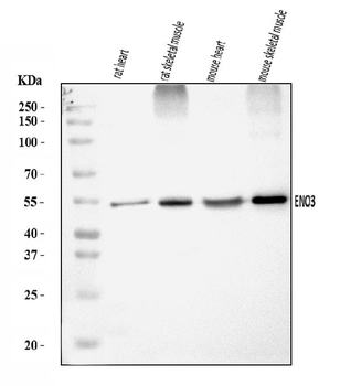 Anti-ENO3 Antibody