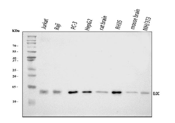 Anti-Elongin-C/ELOC Antibody