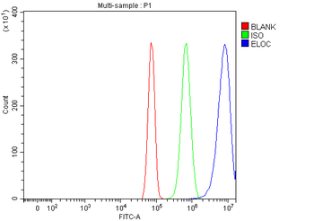 Anti-Elongin-C/ELOC Antibody