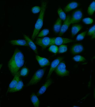 Anti-Elongin-C/ELOC Antibody