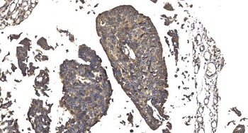 Anti-Elongin-C/ELOC Antibody
