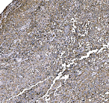 Anti-Elongin-C/ELOC Antibody