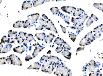 Anti-TCEB2/Elongin-B/ELOB Antibody