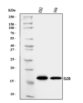 Anti-TCEB2/Elongin-B/ELOB Antibody