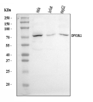 DPY19L1 Antibody