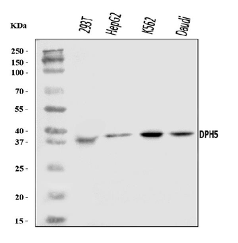 Anti-DPH5 Antibody