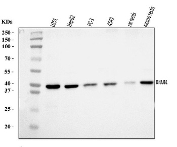Hsp40/DNAJB1 Antibody