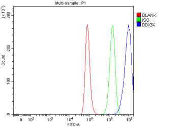 Anti-DDX3/DDX3X Antibody