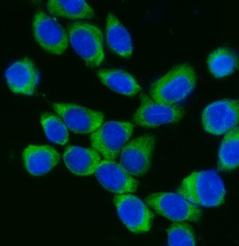 Anti-DDX3/DDX3X Antibody