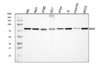Anti-DDX3/DDX3X Antibody