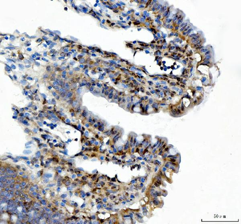 Anti-XTP3TPA/DCTPP1 Antibody
